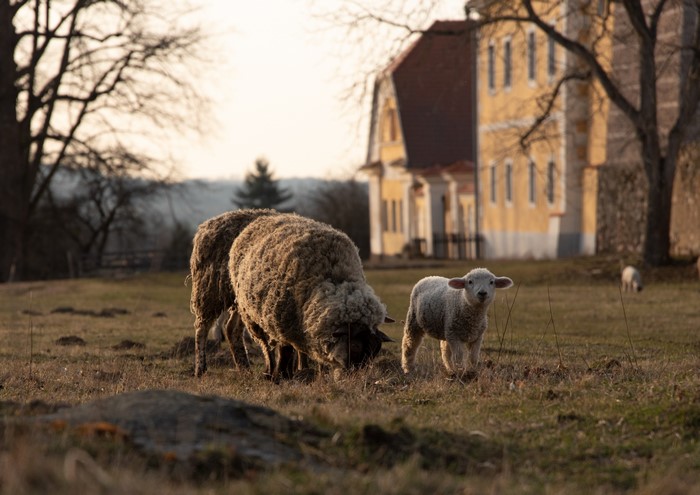 Sheep and lamb in a field with a building