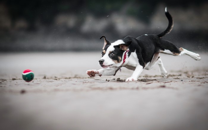 Dog running on sand to catch a ball
