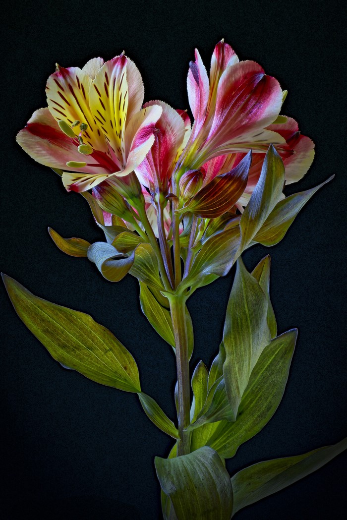Alstroemeria flowers on a black background