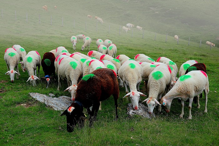 Herd of sheep grazing on a misty hillside
