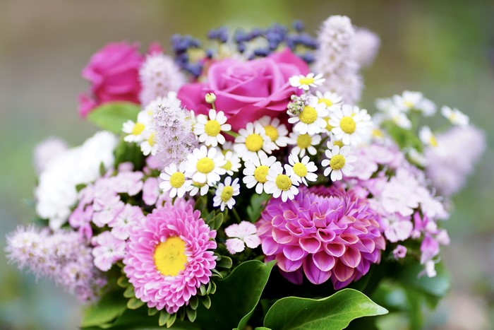 Bouquet of Roses, Dahlias, and Daisies with Bokeh