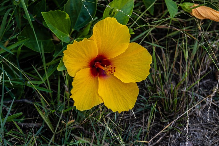 Yellow Hibiscus Flower in Green Grass