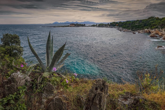 Agave plant on a cliff overlooking the sea near Antibes, France