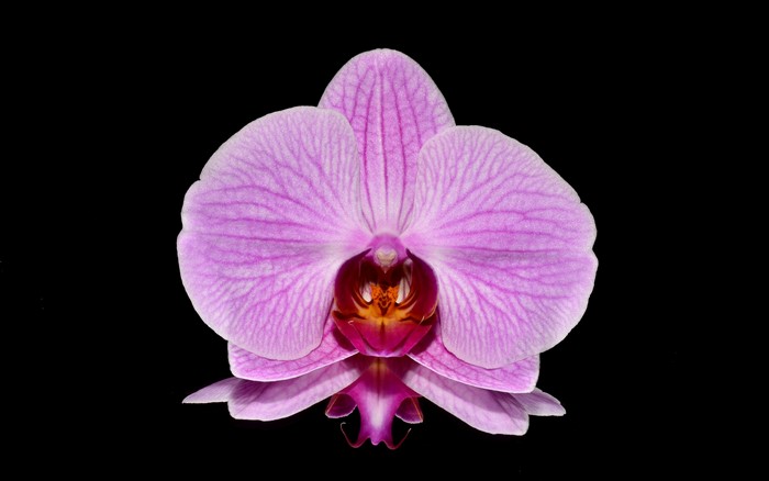 Pink Orchid Flower Closeup 4K