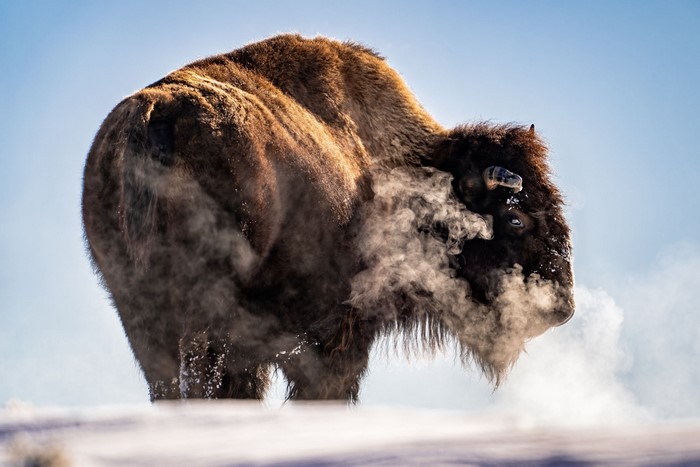American Bison exhaling steam on a snowy hill