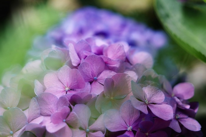 Close-up of purple and pink hydrangeas with bokeh