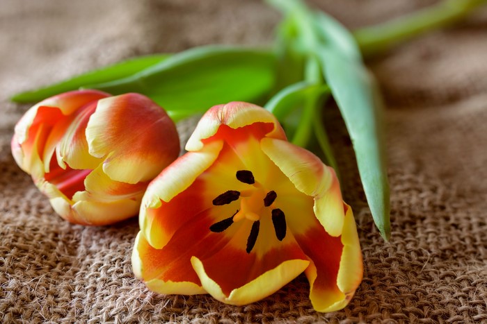 Two Tulips on Burlap