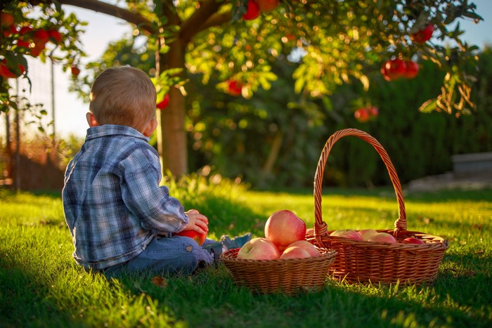 Boy sitting in grass with apples and wicker baskets