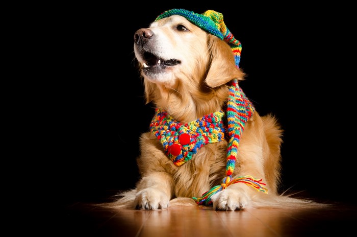 Golden Retriever Dog Wearing a Colorful Winter Hat and Scarf
