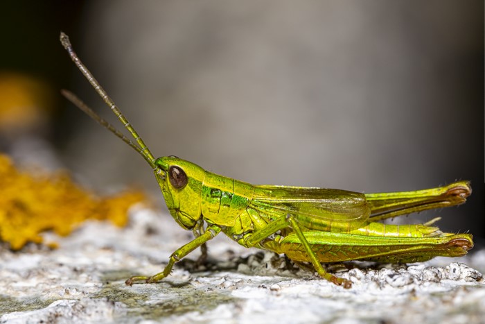 4K Closeup of a Green Grasshopper on a Rock