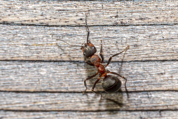 Red forest ant on wooden surface