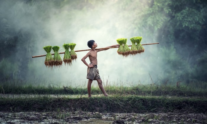 Boy carrying rice seedlings in fog