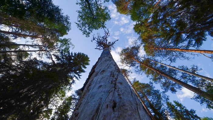 Looking up at tall trees in a forest