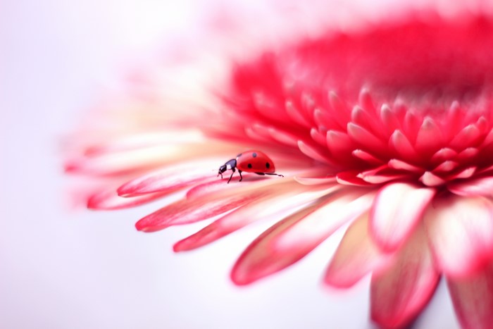 Ladybug on a pink Gerbera daisy