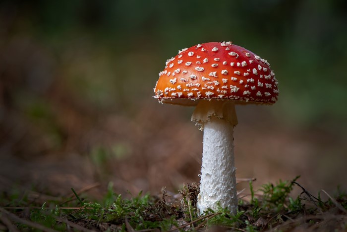 Amanita Muscaria Mushroom in Forest