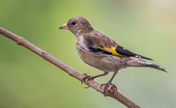 Goldfinch Nestling on a Branch