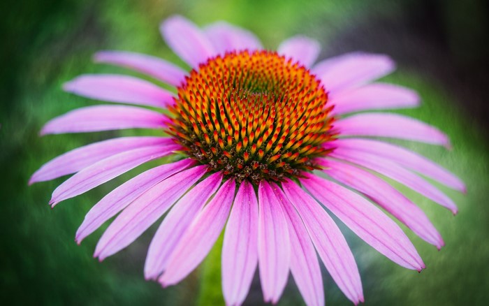 Closeup of a purple Echinacea flower