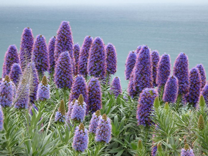Purple Echium flowers by the ocean