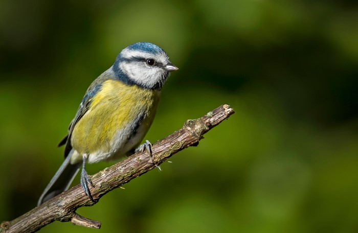 Blue tit perched on a branch