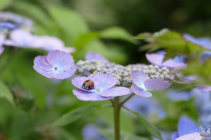 Ladybug on a purple hydrangea flower