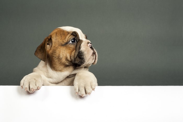 Bulldog puppy peeking over a white surface