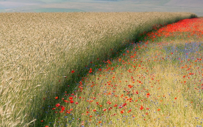 Wheat field with poppies and cornflowers