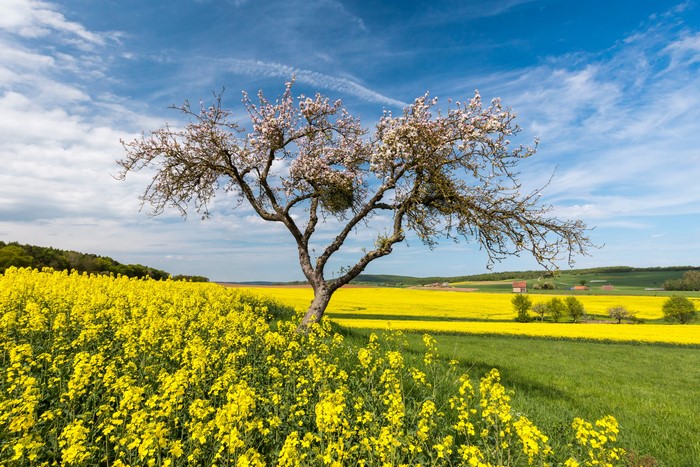 Flowering tree in rapeseed field in Hessen, Germany