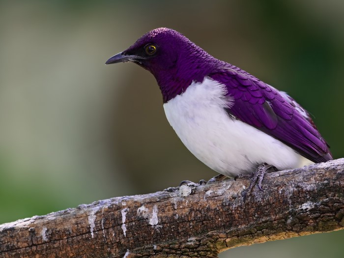 Violet bird perched on a branch