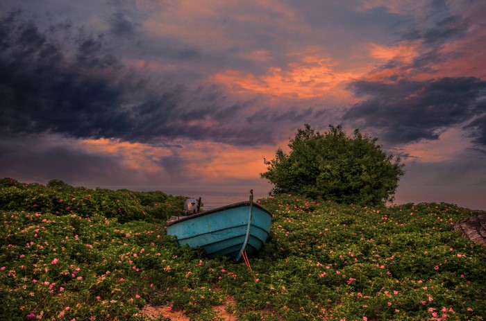 Blue boat in a field of flowers at sunset in Degeberga, Sweden