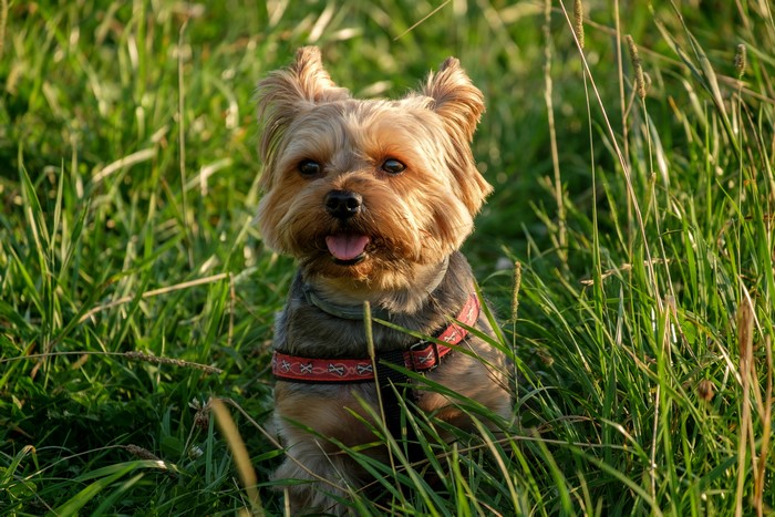Yorkshire Terrier Sitting in Grass