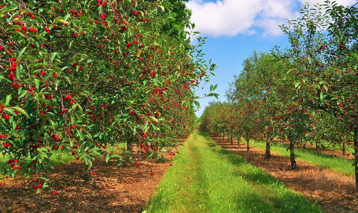 Cherry orchard with rows of trees and blue sky