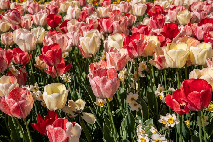 A field of red, pink, and yellow tulips