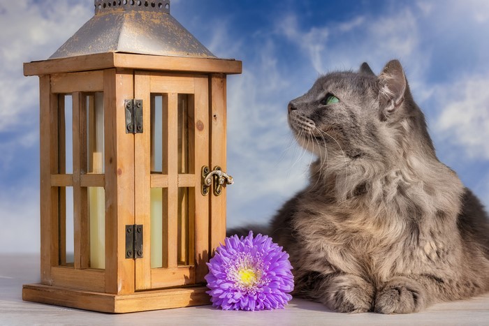 Gray cat and lantern with purple aster