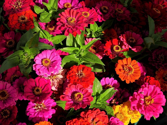 Multicolor Zinnias in a Close-up View