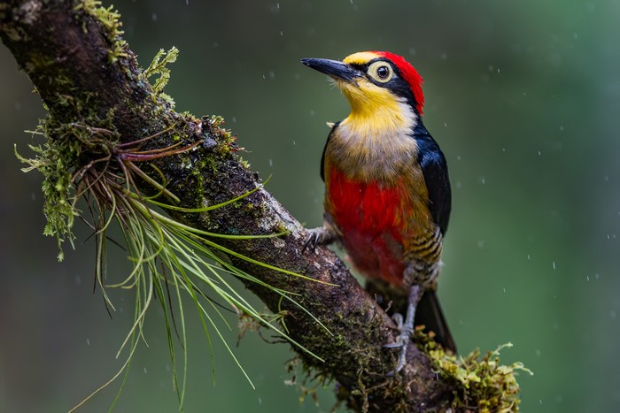 Yellow-fronted woodpecker perched on a mossy branch in the rain