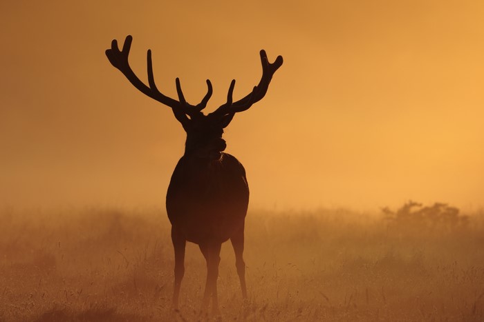Silhouette of a stag with large antlers in fog