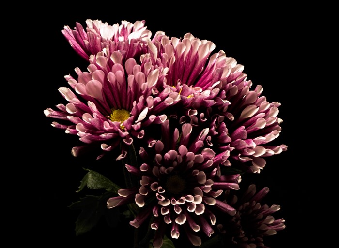 Pink Chrysanthemums with Yellow Centers on Black Background