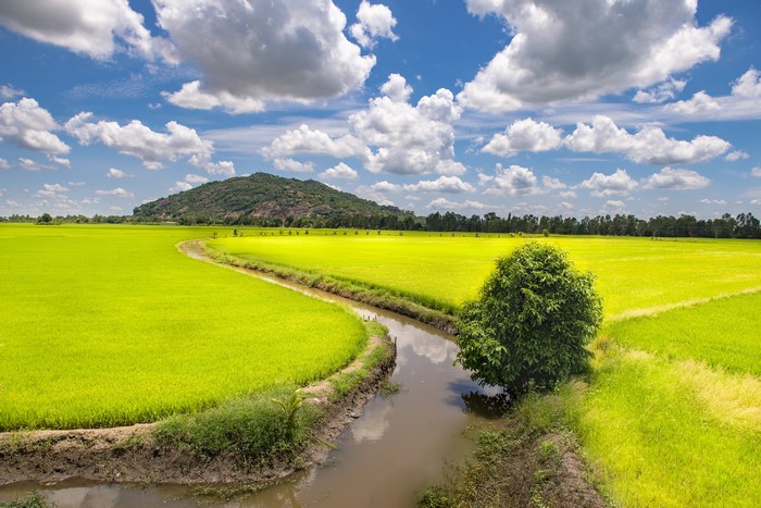 Rice fields and canal in Trung Khanh District, Vietnam