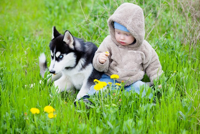 Infant and Husky Dog in Grass