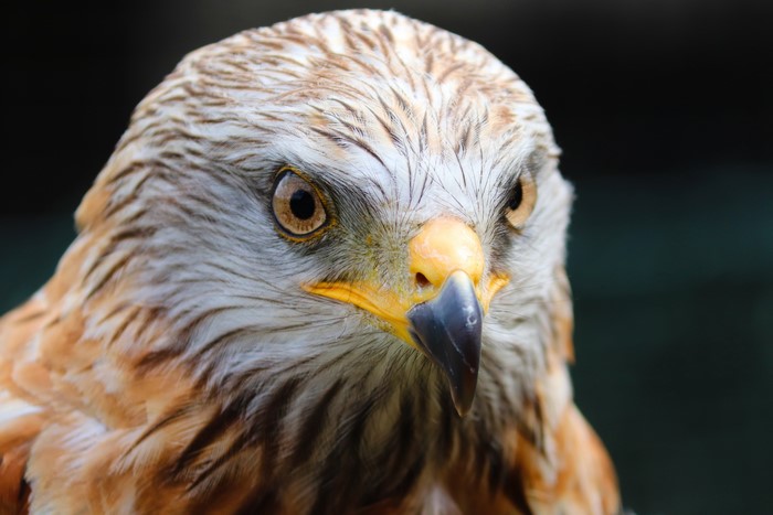Desert Buzzard Hawk Closeup