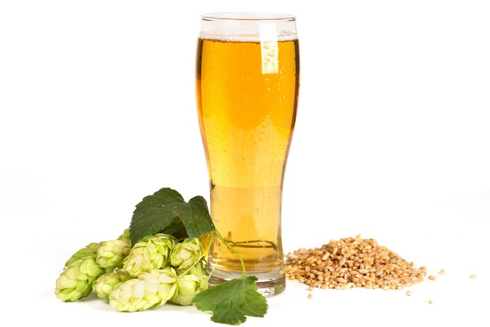Beer with Hops and Grain on White Background