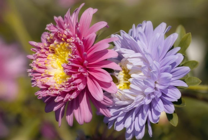 Two Asters flowers in closeup with bokeh