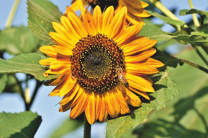 Sunflower with a bee
