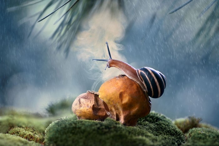 Snail on a mushroom in the rain