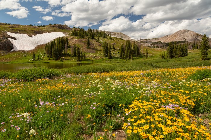 Meadow with wildflowers and snow patch in Medicine Bow-Routt National Forests