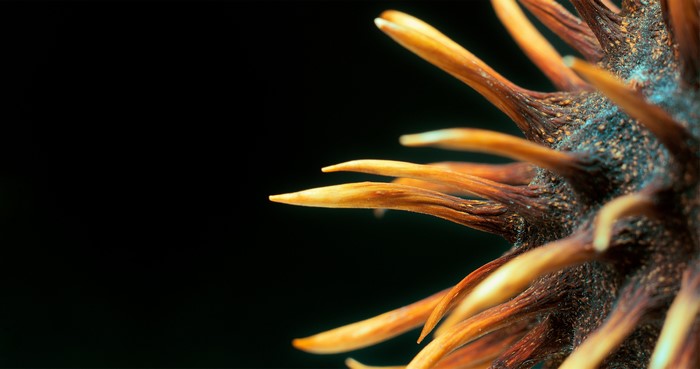 Macro view of a chestnut seed with spikes on black background