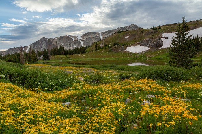 Yellow wildflowers in Medicine Bow-Routt National Forests