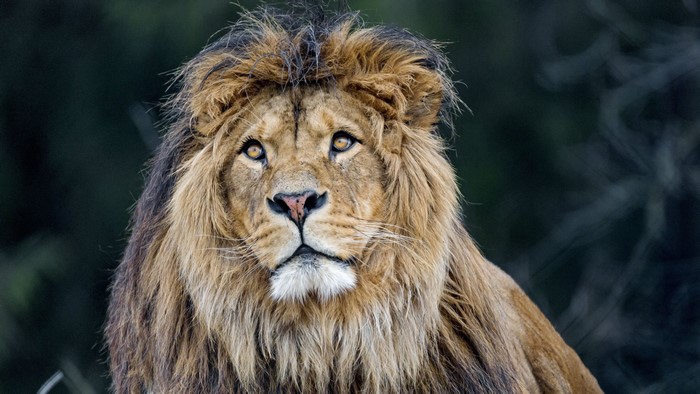 Lion with a mane looking forward
