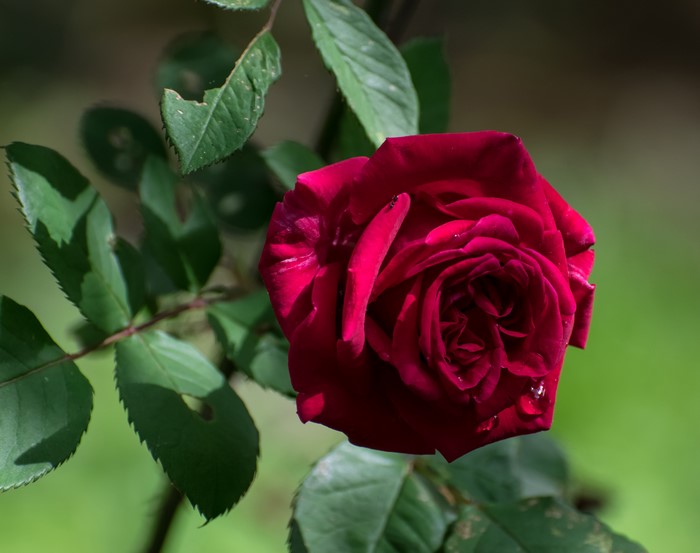 Red Rose with Green Foliage and Bokeh