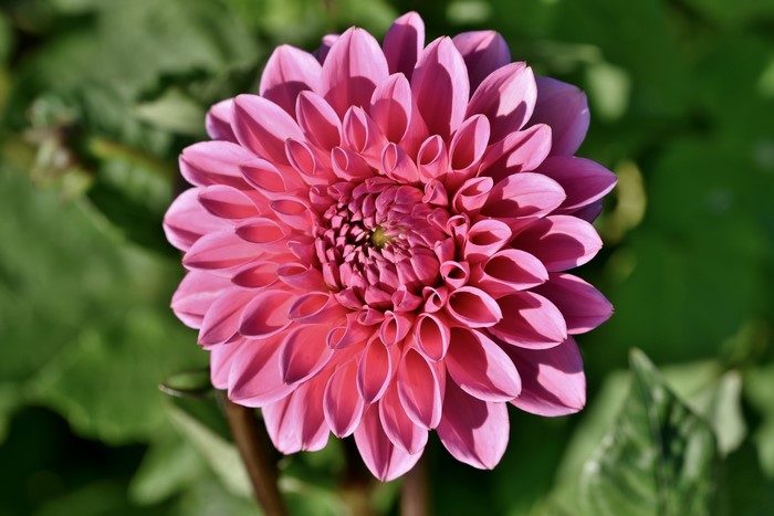 Pink Dahlia flower closeup